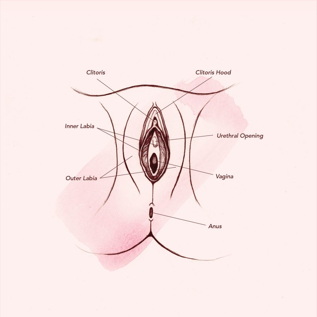 A drawing of the female vagina.